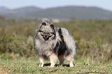 SPITZ ALLEMAND 145